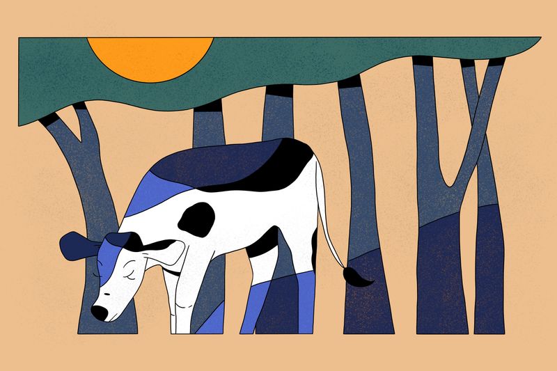 Illustration: Silvopasture strategies with John Foye of Working Trees