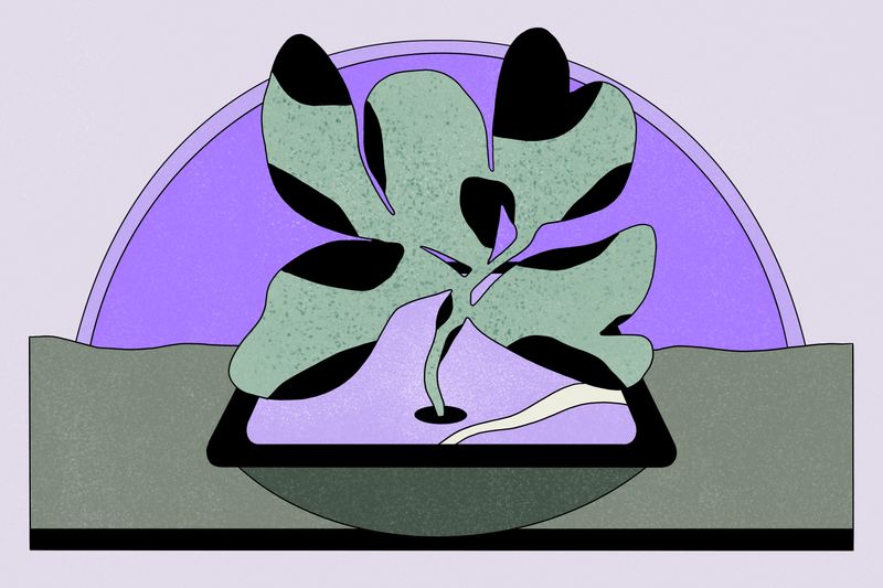 Illustration: Sustainable food foundations with Jayce Hafner of FarmRaise