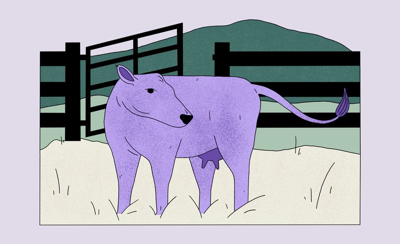 Illustration: Land stewardship on the Great Plains