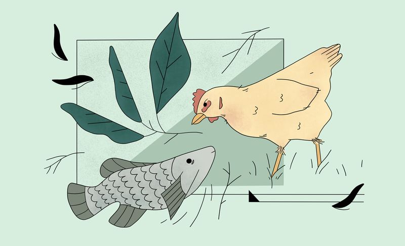 Illustration: What is agroecology?