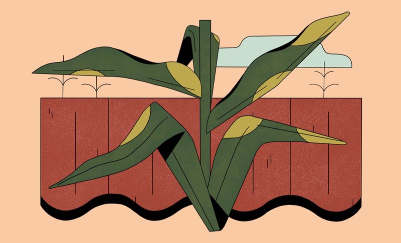 Illustration: Animal agriculture and climate change