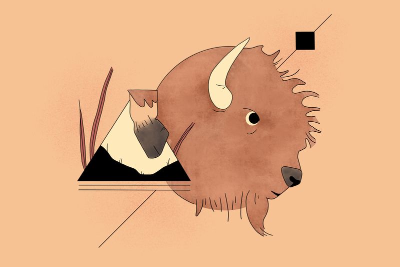 Illustration: What makes bison a keystone species?