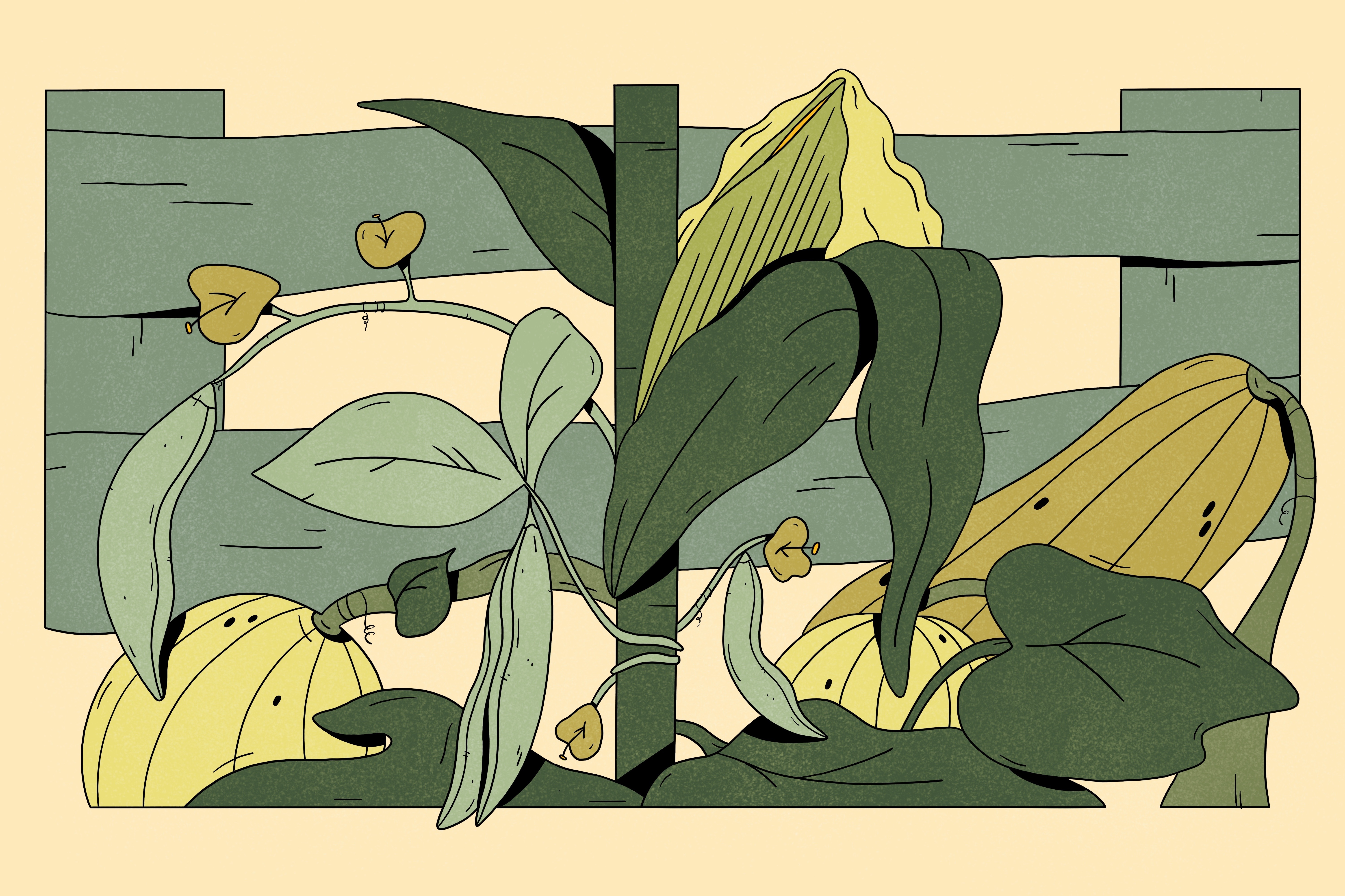 Illustration: Championing regenerative with Arohi Sharma of NRDC
