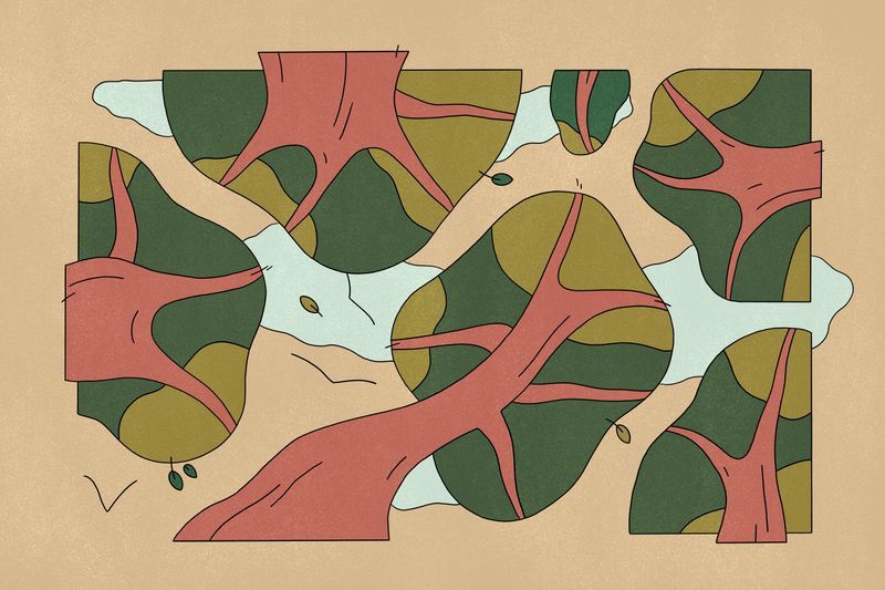 Illustration: Reforestation realities with Jim Mann of Future Forest