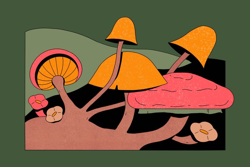 Illustration: Forest for the fungi with Lauren Serota and Colin Averill of Funga