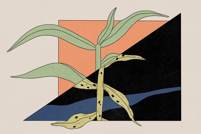 Illustration: Why Farm?